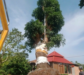 CẨU CÂY CÔNG TRÌNH BẾN TRE